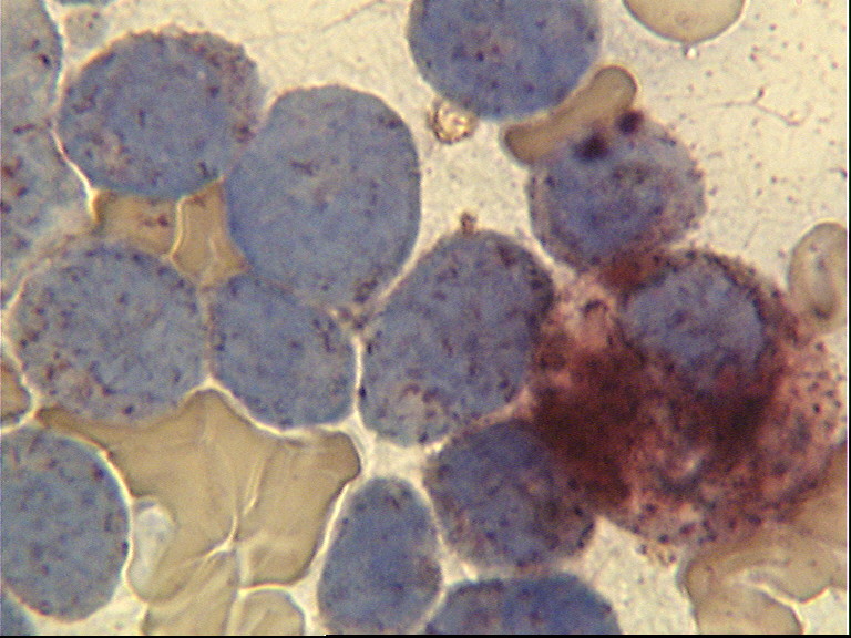 Cytochemical staining